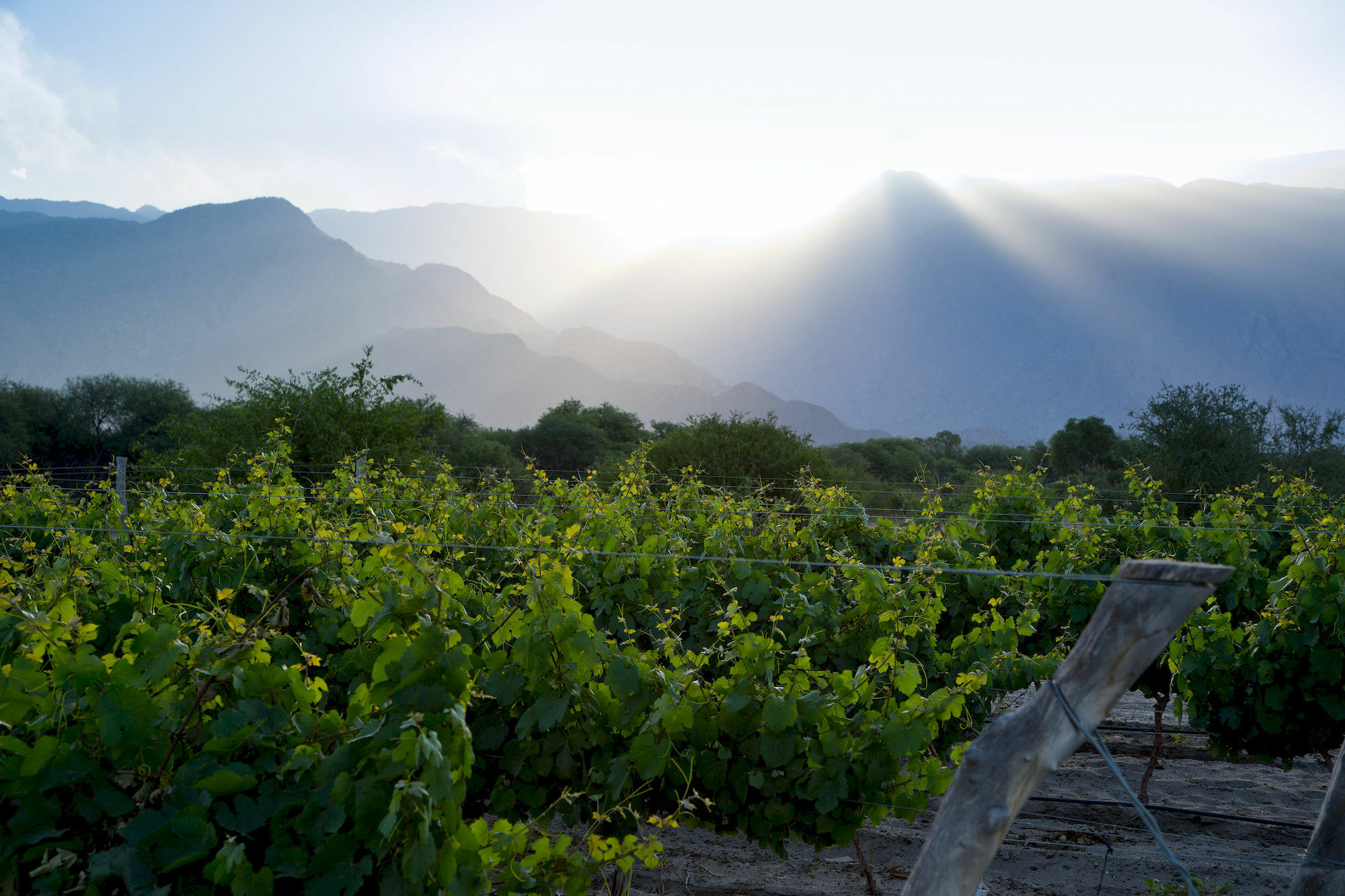 Hotel Grace Cafayate Extérieur photo Vineyards in the San Juan Province