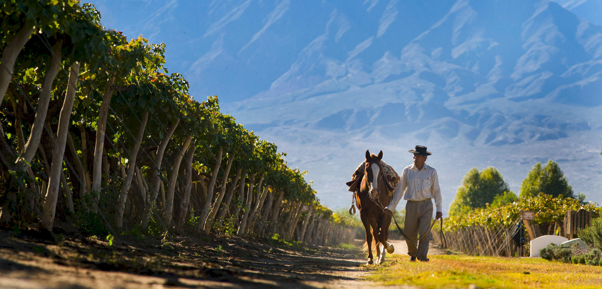 Hotel Grace Cafayate Extérieur photo Vineyards in Salta